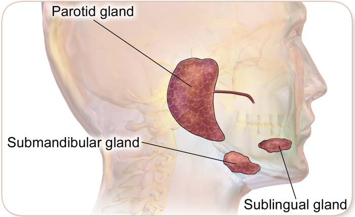 swollen salivary glands, infection Causes treatments